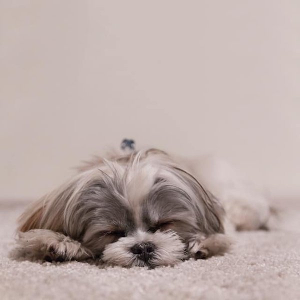 Où trouver des locations qui acceptent les animaux de compagnie ?