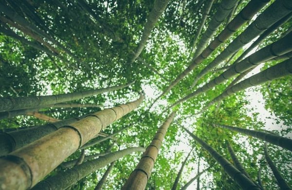 Comment planifier une exploration des forêts de bambou d'Arashiyama, Kyoto, Japon ?